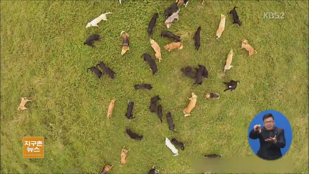 [지구촌 생생영상] 코스타리카 ‘강아지들의 낙원’