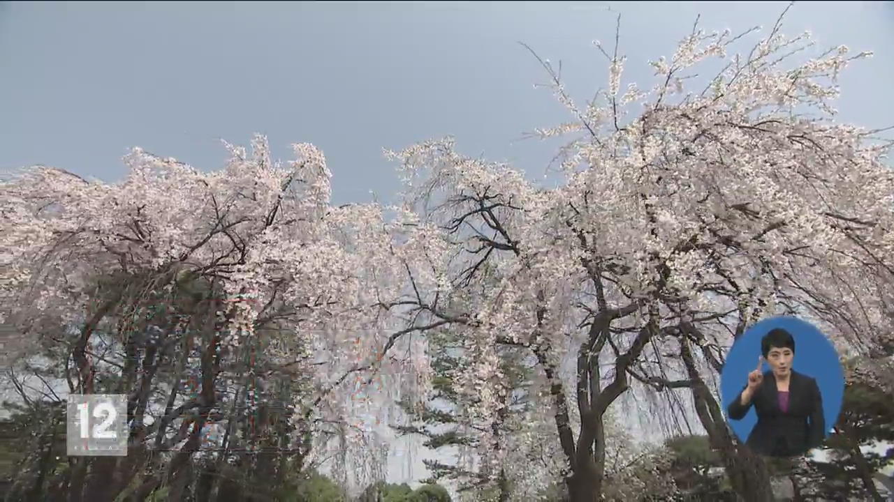 현충원 수양 벚꽃 ‘절정’…봄 기운 완연