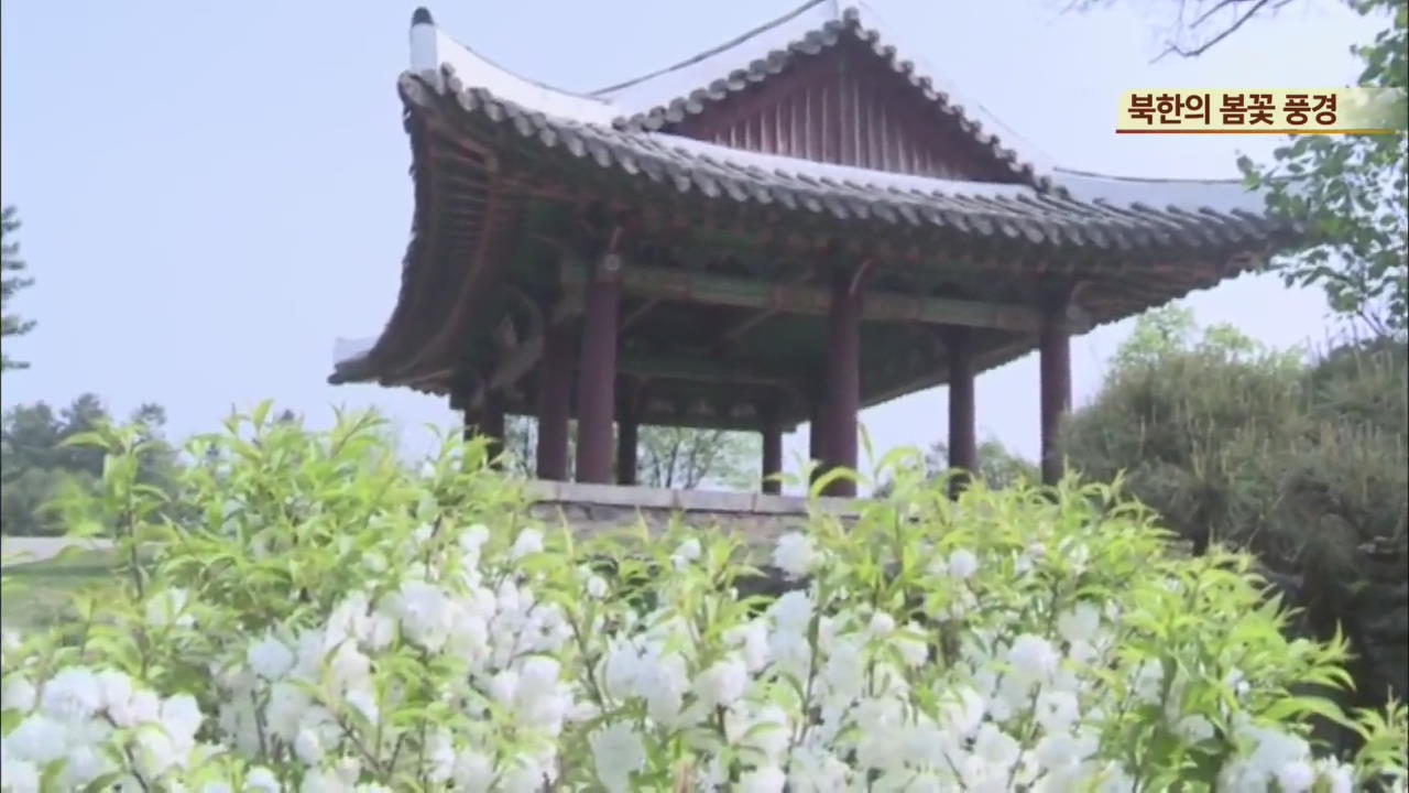 [북한 영상] 북한의 봄꽃 풍경