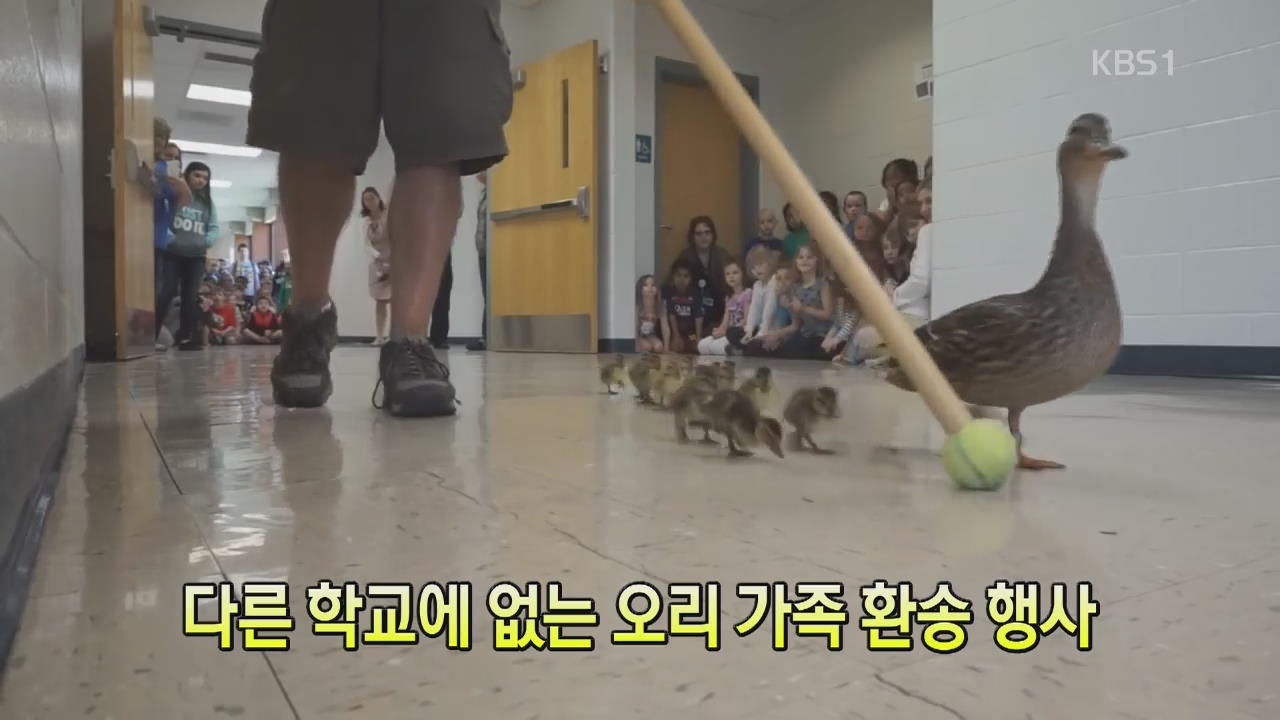 [세상의 창] 다른 학교에 없는 오리가족 환송 행사