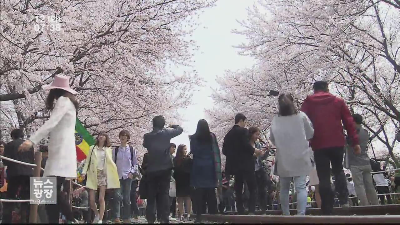 벚꽃으로 외국 관광객 유치…한달간 6천 명 온다