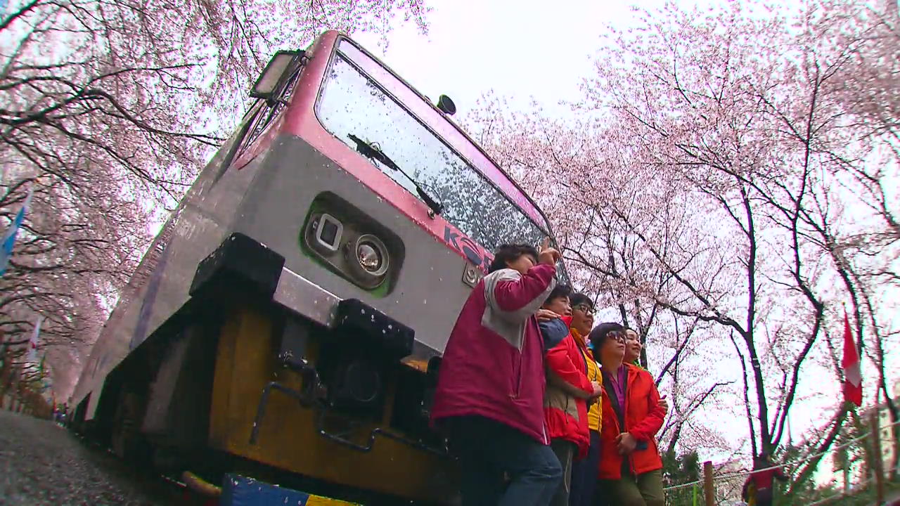 [뉴스광장 영상] 벚꽃에 물든 기차