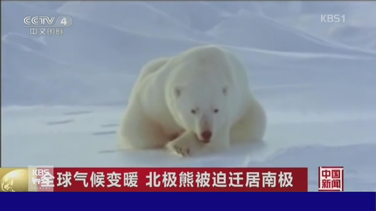 ‘남극으로 옮겨간 북극곰’