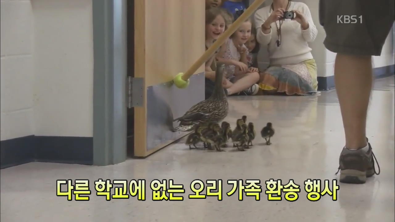 [세상의 창] 다른 학교에 없는 오리 가족 환송 행사