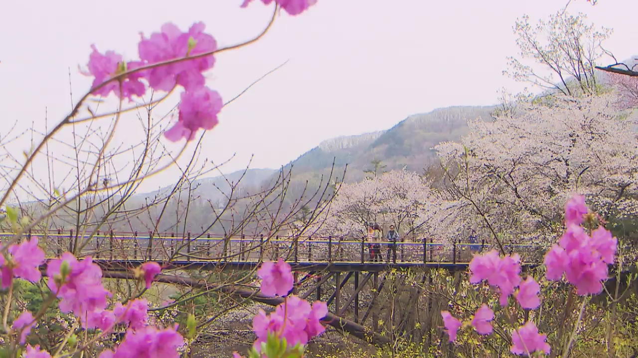 [뉴스광장 영상] 봄의 산책 길에서
