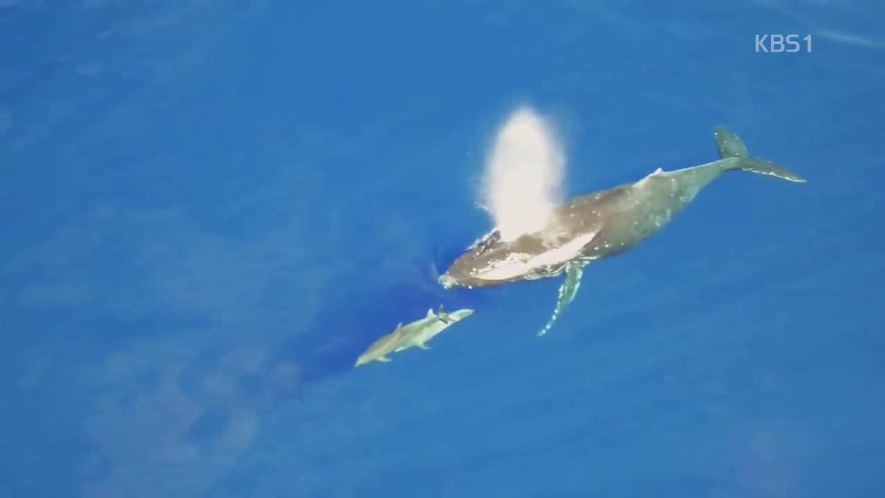 [세상의 창] 하와이 바다 수놓은 혹등고래의 자태