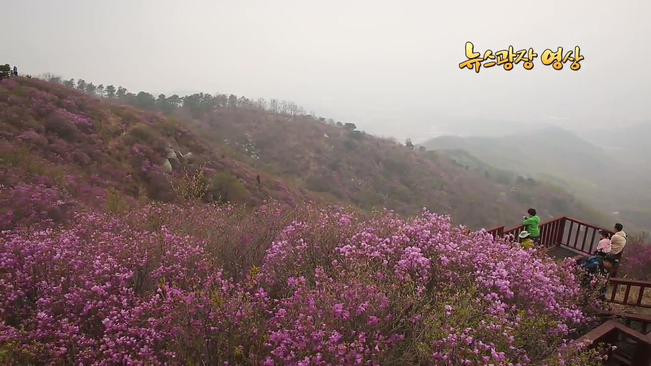 [뉴스광장 영상] 연분홍빛 진달래