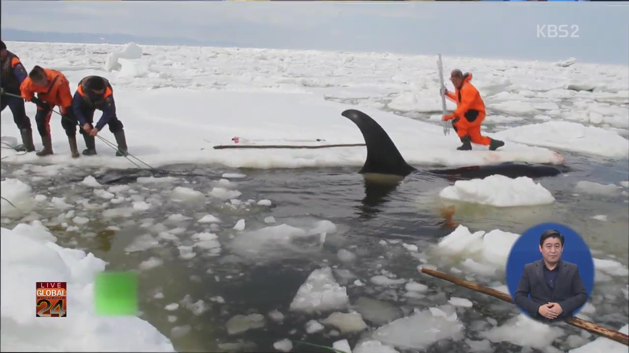 [글로벌24 브리핑] 얼음 속 고래 구하기