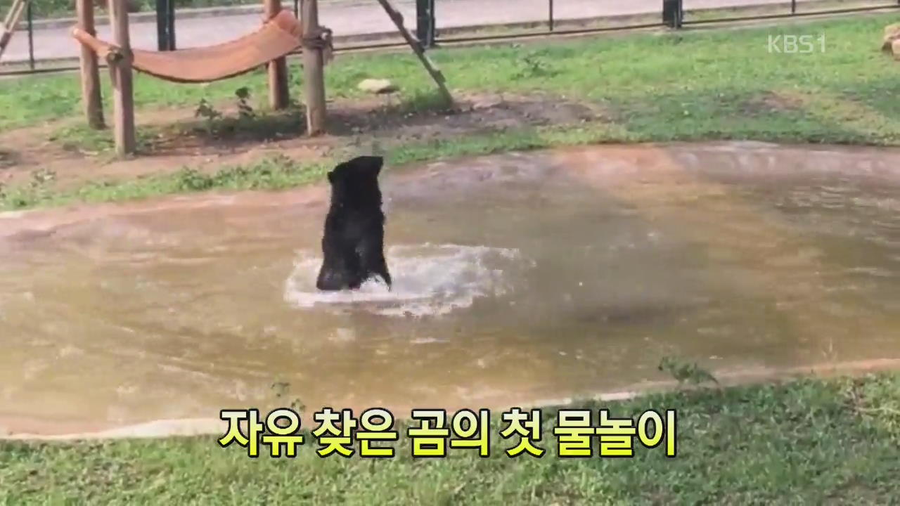 [세상의 창] 자유 찾은 곰의 첫 물놀이