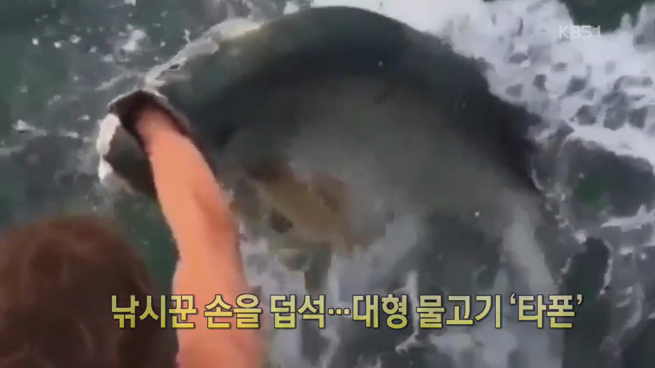 [디지털 광장] 낚시꾼 손을 덥석…대형물고기 ‘타폰’