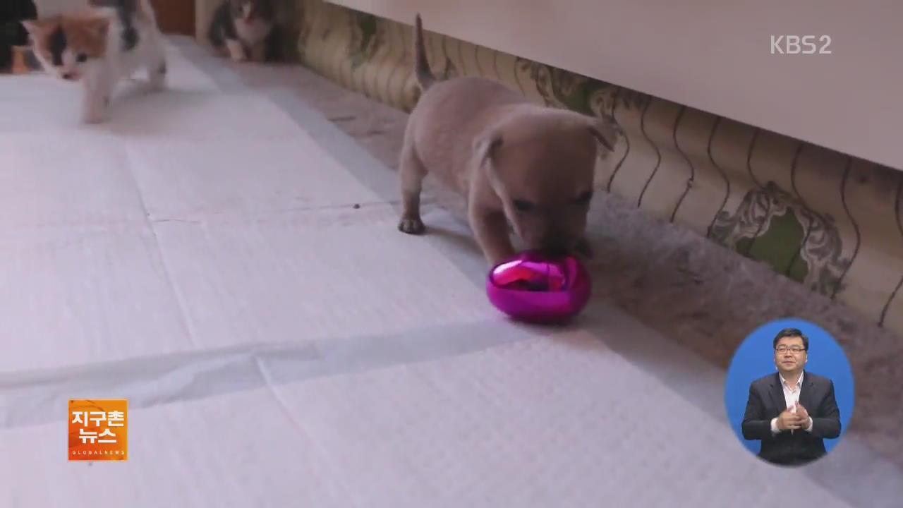 [지구촌 화제 영상] 갓 태어난 강아지…고양이와 한 가족 돼