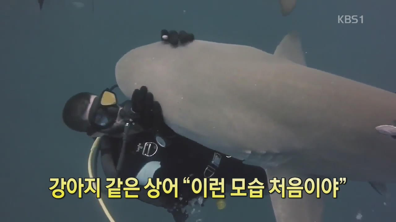 [디지털 광장] 강아지 같은 상어 “이런 모습 처음이야”