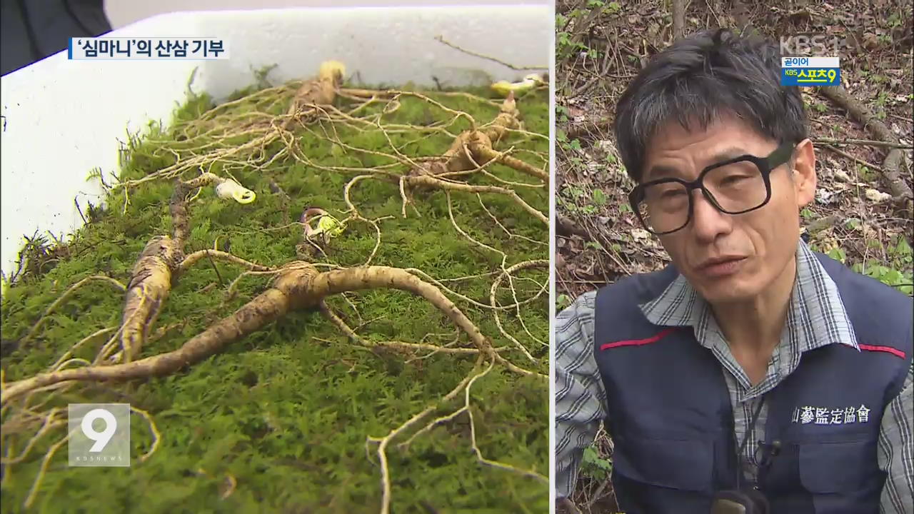 ‘산타 심마니’의 기부…“아픈 이웃에 산삼을!”