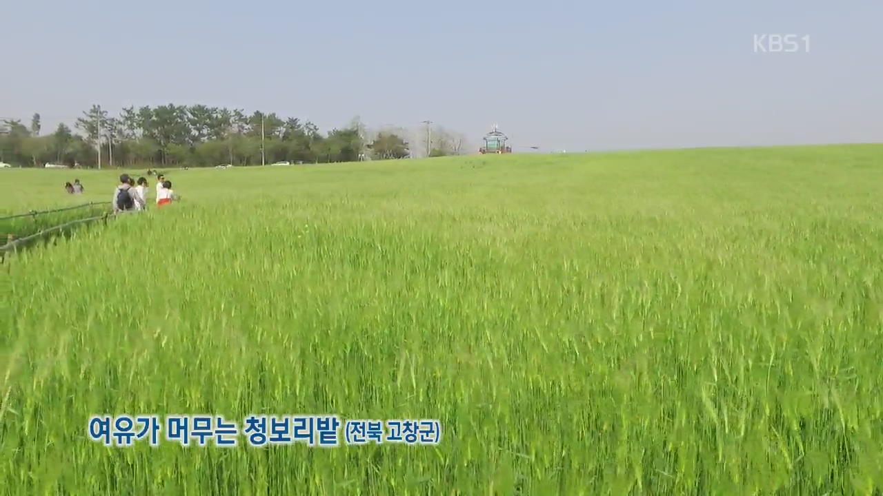 [뉴스광장 영상] 여유가 머무는 청보리밭