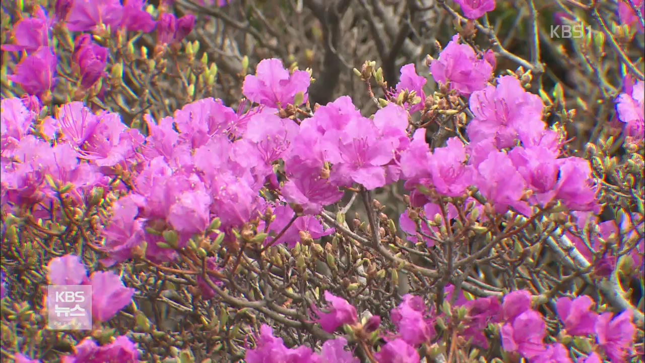 한라산 고지대 분홍빛 ‘털진달래’ 만개