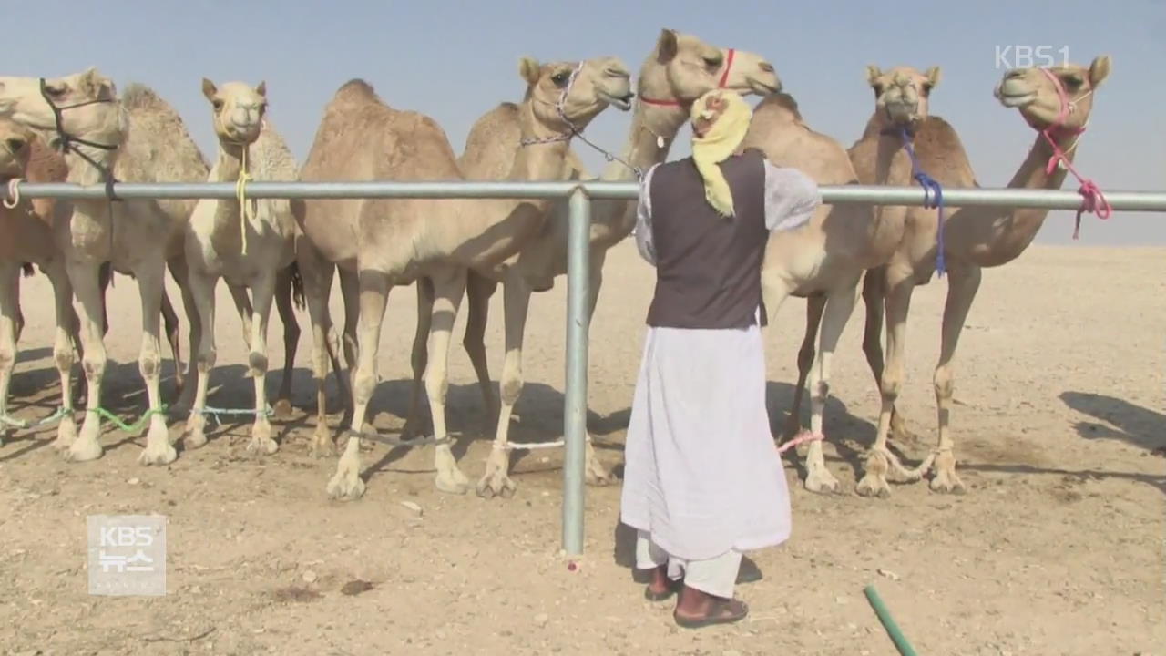 중동 ‘낙타 경주 인기’…사육 기술도 진화