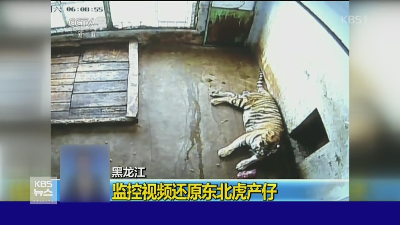 중국, ‘백두산 호랑이’ 출산 장면 공개
