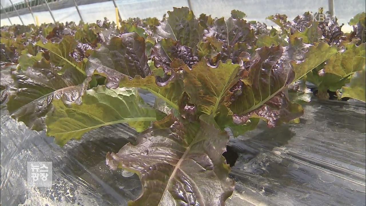 휴가철 ‘금상추’는 옛말…‘여름 상추’ 나왔다