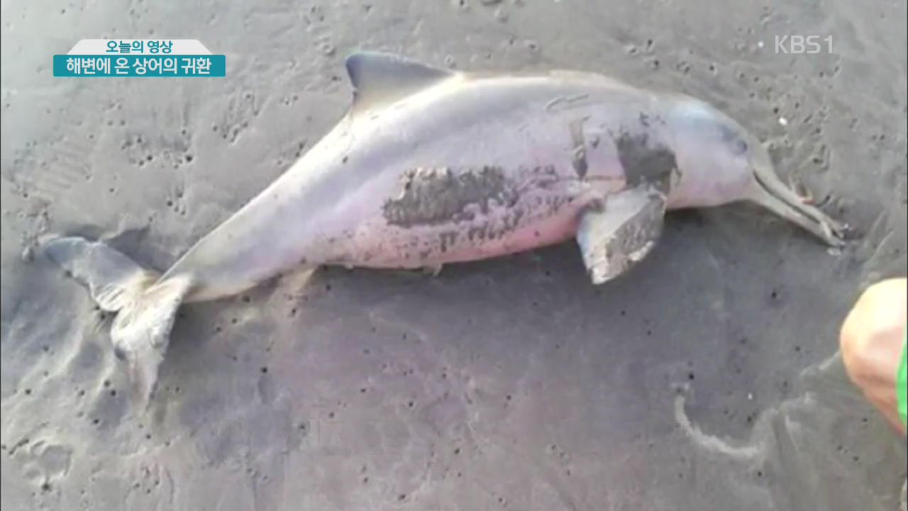 [오늘의 영상] 해변에 온 상어의 귀환