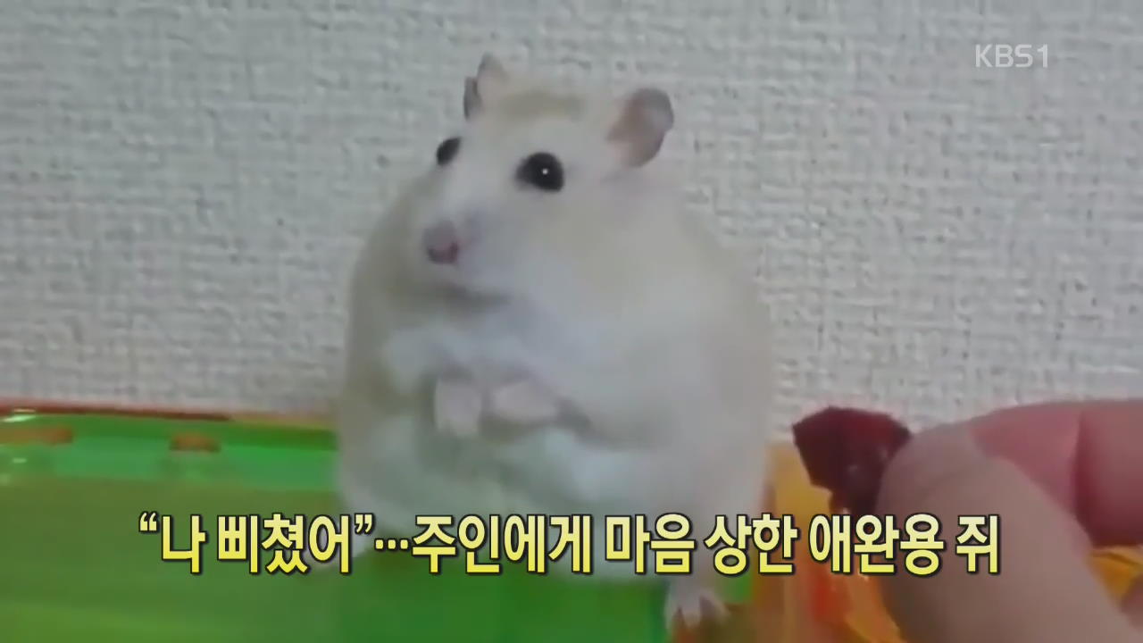 [세상의 창] “나 삐쳤어”…주인에게 마음 상한 애완용 쥐