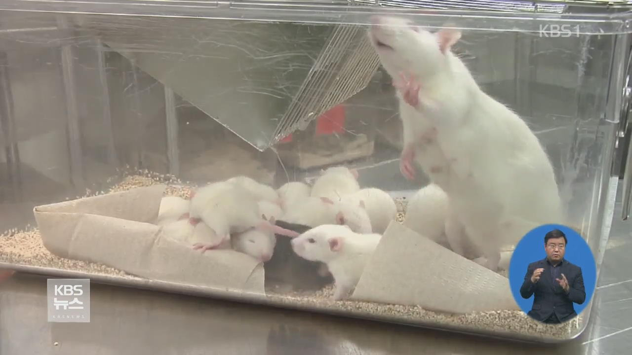 쥐실험 결과 휴대전화 방사선 일부 쥐에 암 유발