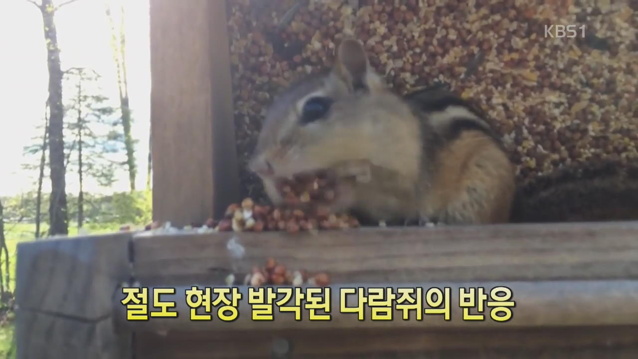 [디지털 광장] 절도 현장 발각된 다람쥐의 반응