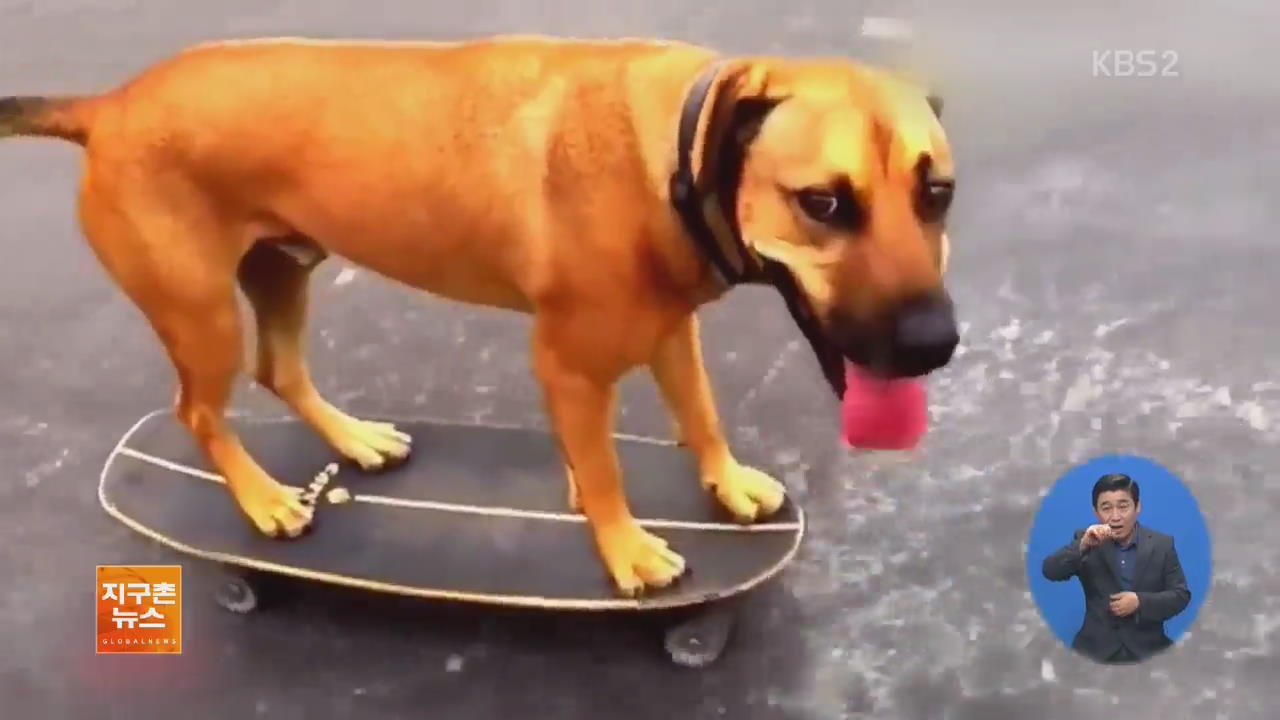 [지구촌 화제 영상] ‘뒷다리로 씽씽’ 스케이트보드 타는 개