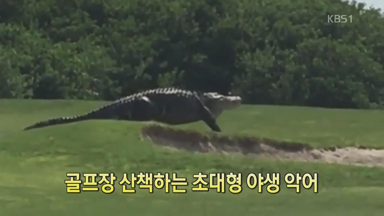 [디지털 광장] 골프장 산책하는 초대형 야생 악어