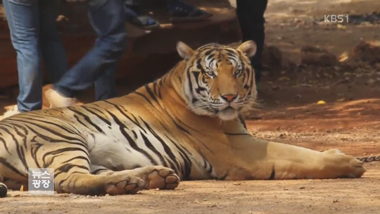 [지금 세계는] 태국 호랑이 사원 동물학대, 불법 영업 철퇴