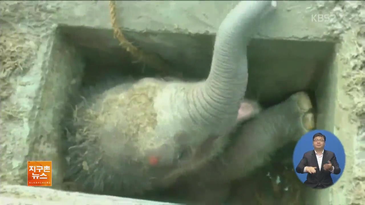[지구촌 화제 영상] 배수구에 빠진 새끼 코끼리…구조의 순간