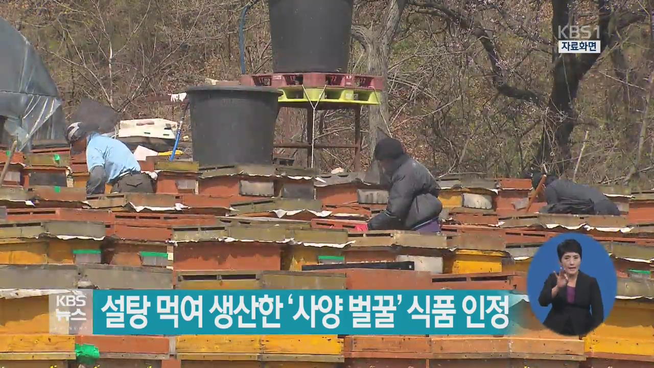 설탕 먹여 생산한 ‘사양 벌꿀’ 식품 인정