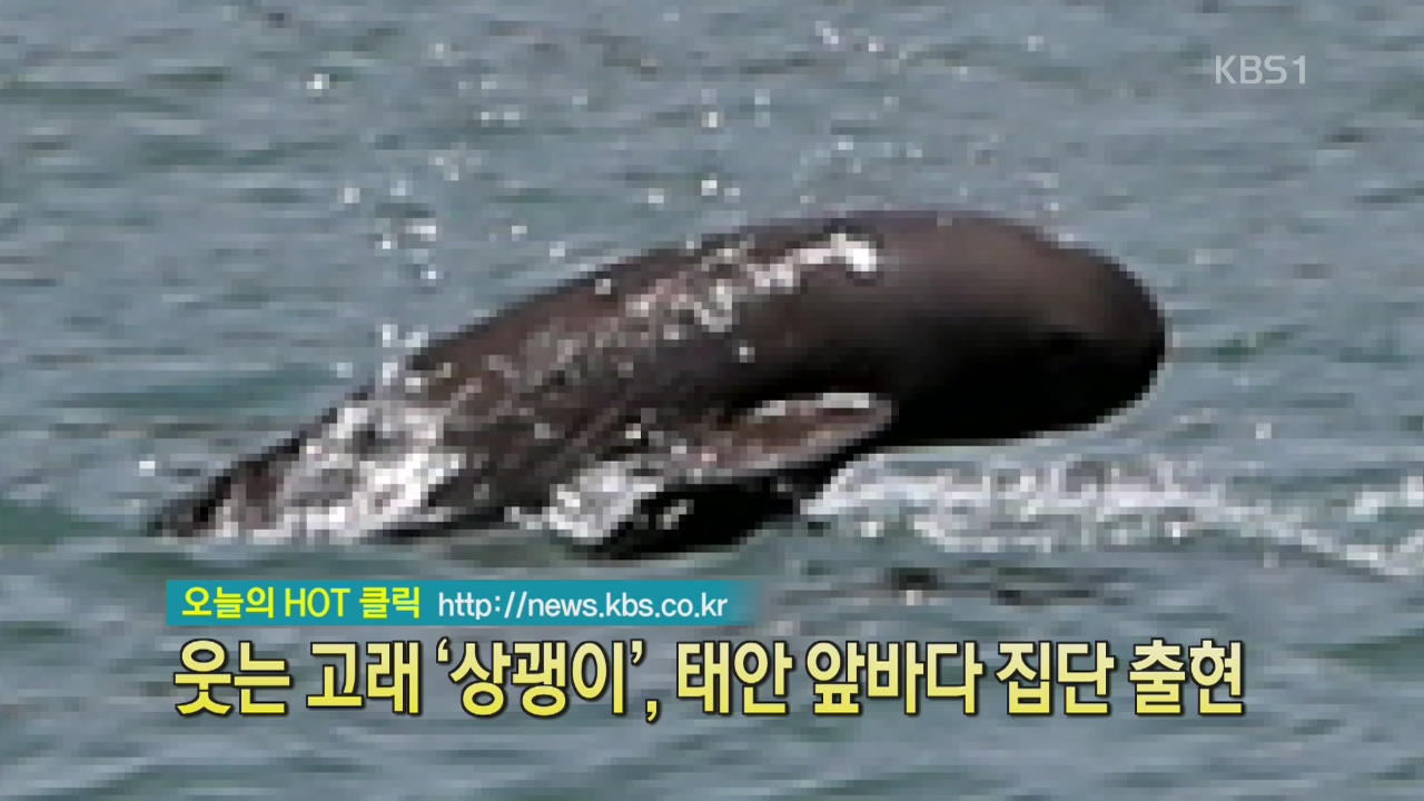 [디지털 광장] 웃는 고래 ‘상괭이’, 태안 앞바다 집단 출현