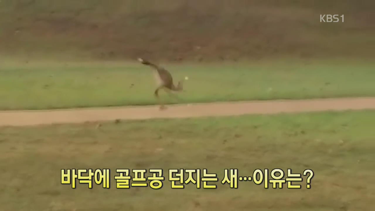 [디지털 광장] 바닥에 골프공 던지는 새…이유는?