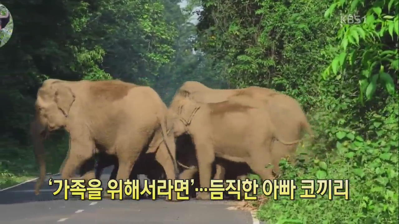 [디지털 광장] ‘가족을 위해서라면’…듬직한 아빠 코끼리