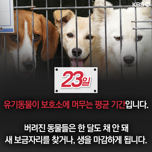 [뉴스픽] 23일, 버려진 반려동물에 허락된 시간