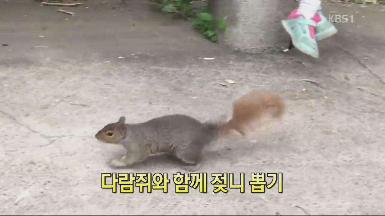 [디지털 광장] 다람쥐와 함께 젖니 뽑기