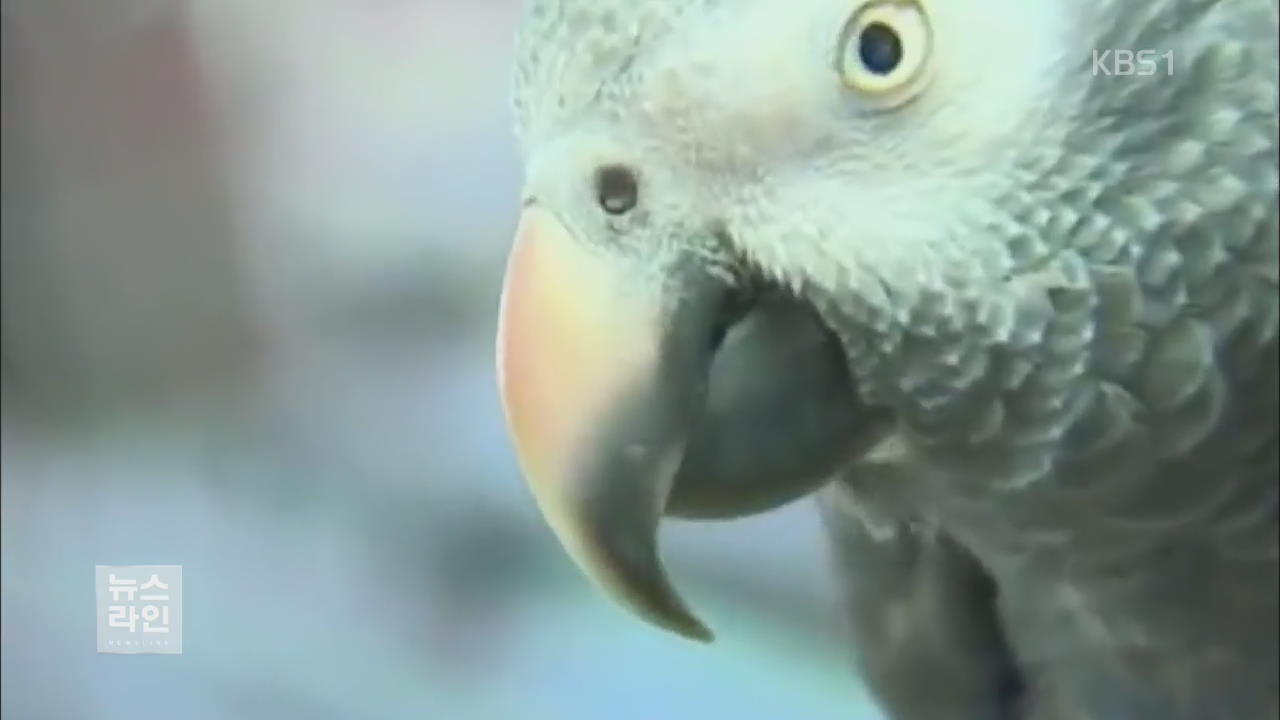 [글로벌 브리핑] 살인 목격한 앵무새?…‘증거’ 채택될까?