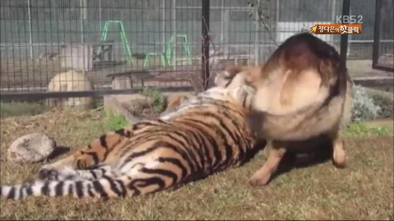 [핫 클릭] 개와 호랑이의 살벌한 우정
