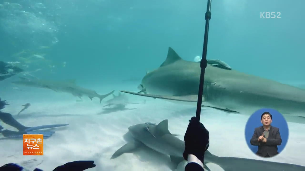[지구촌 화제 영상] ‘코앞의 상어 떼’ 상어 근접 수중촬영