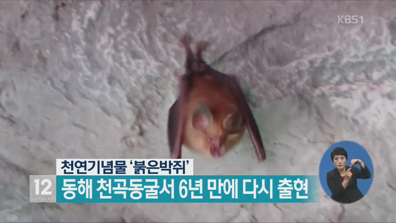 천연기념물 ‘붉은박쥐’, 동해 천곡동굴서 6년 만에 다시 출현