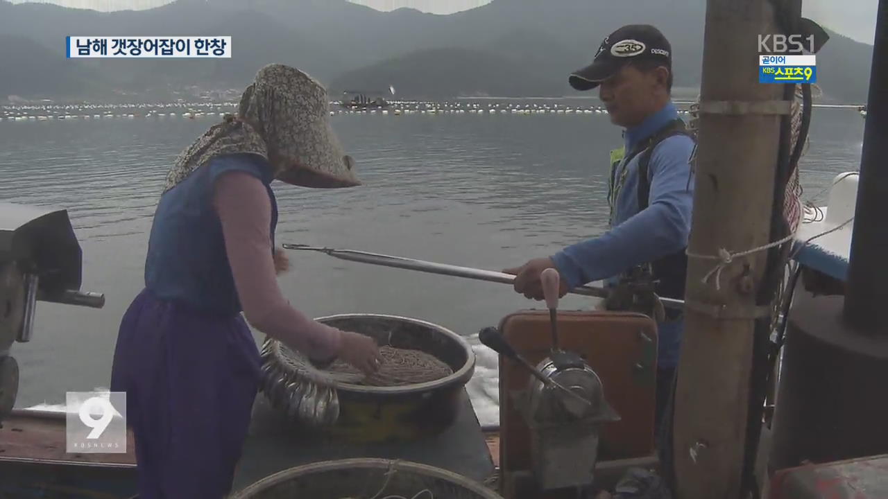 여름철 으뜸 보양식! ‘제철 맞은’ 갯장어 잡이