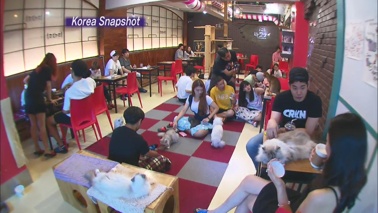 [Korea Snapshot] Cat Cafe