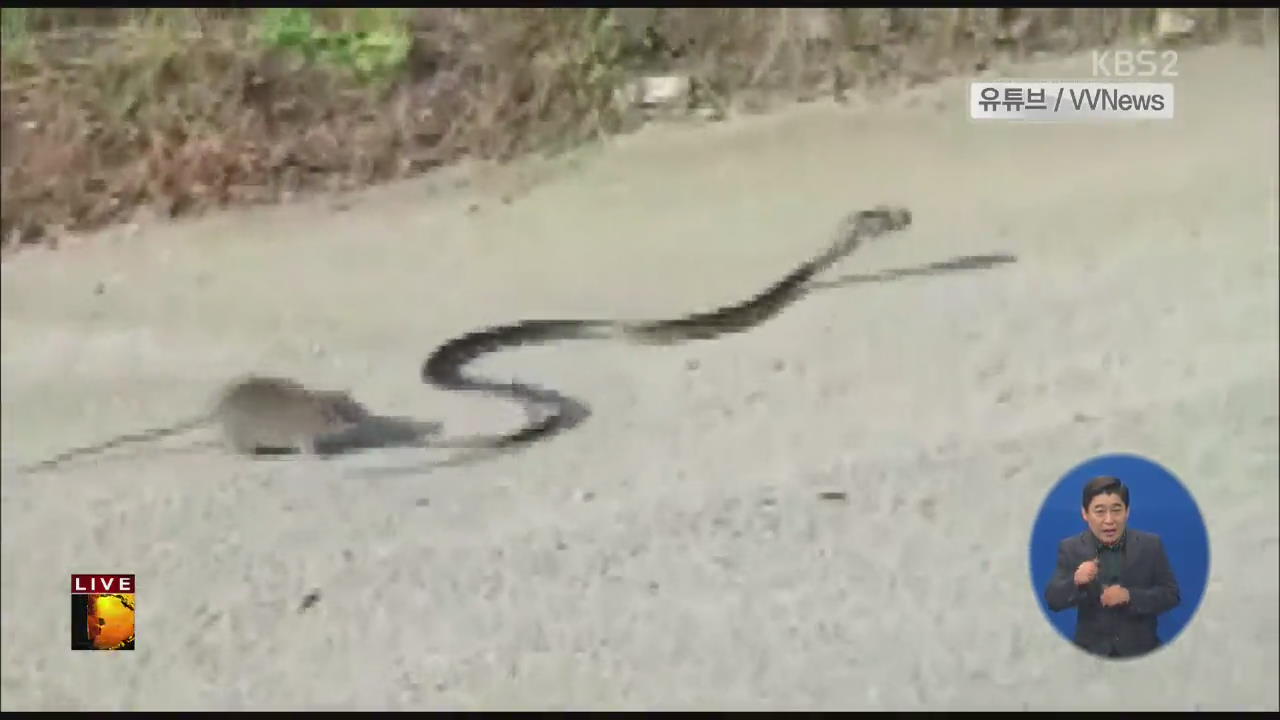 [글로벌24 브리핑] 뱀에 물려가는 새끼 구한 어미 쥐