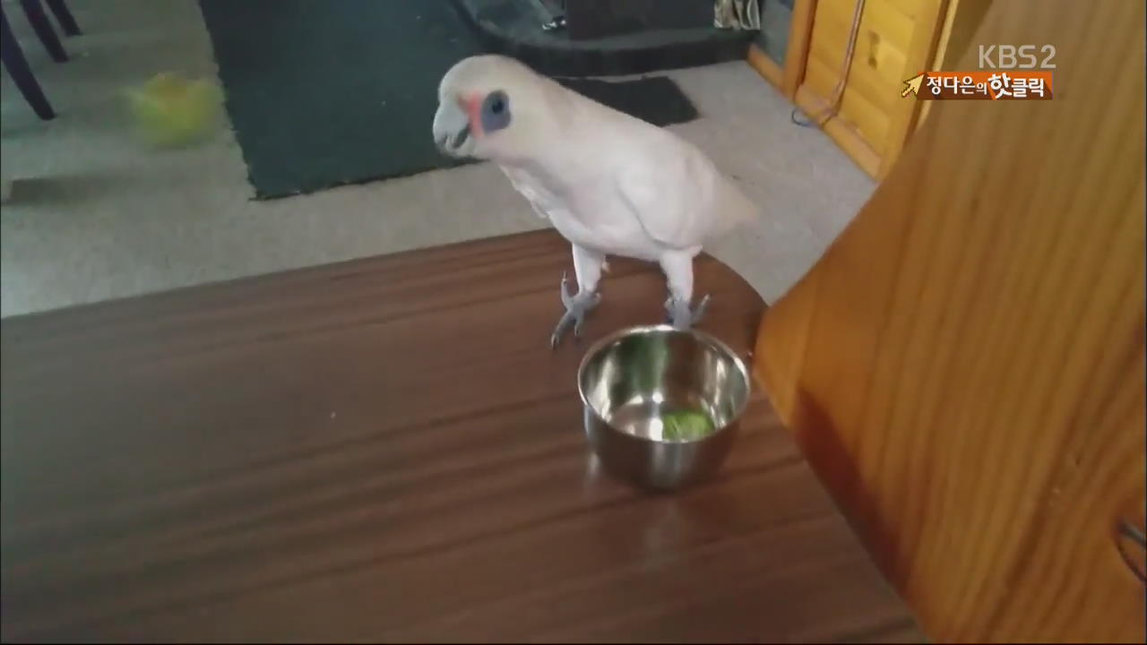 [핫 클릭] “브로콜리는 싫어”…까칠한 앵무새