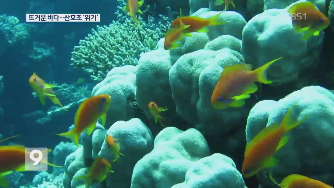 [앵커&리포트] 뜨거워진 바다…산호초를 구하라!