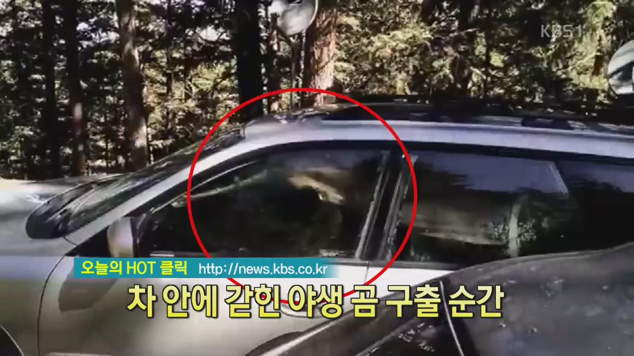 [디지털 광장] 차 안에 갇힌 야생곰 구출 순간