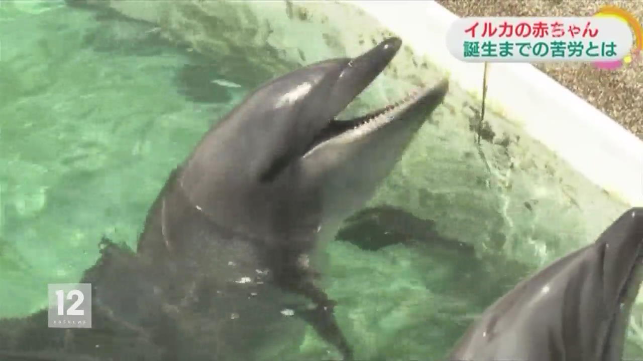 일본, 수족관 돌고래 번식 연구 본격화