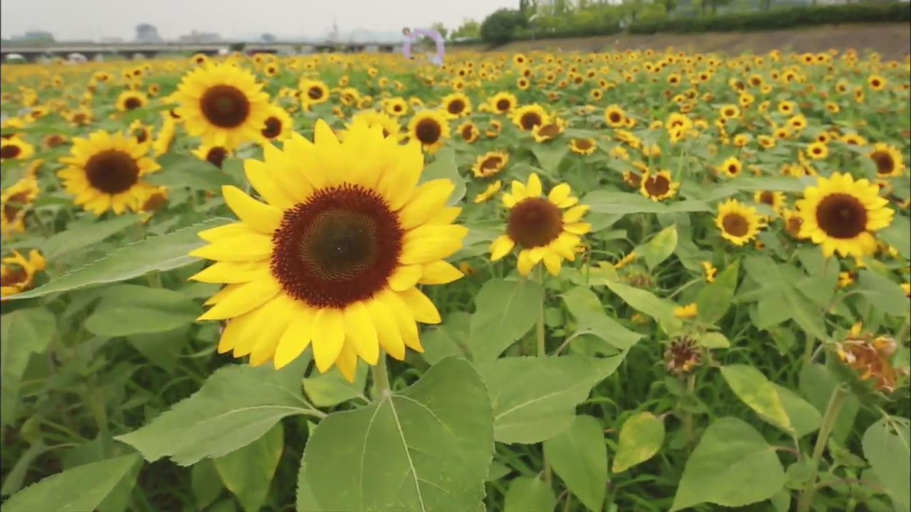 [Korea Snapshot] Gapcheon Sunflower