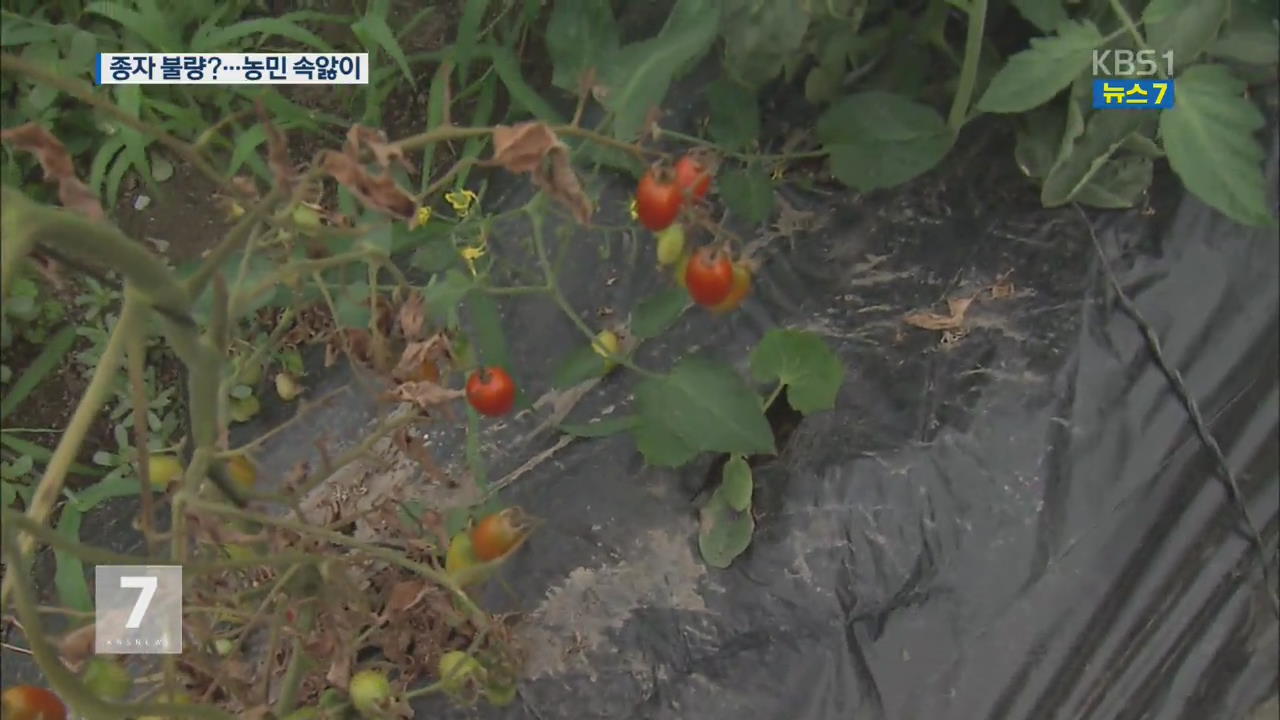 토마토 불량 종자 논란…업체는 유전자 검사 회피
