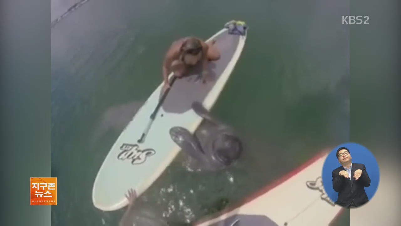 [지구촌 화제 영상] 서핑 보드로 다가온 바다소…‘쉬다 갈게요’